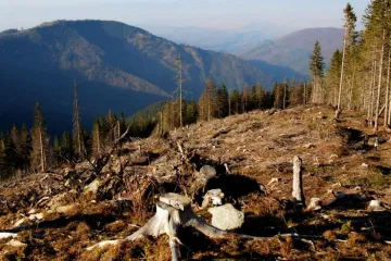 ​За вырубку лесов нужно в первую очередь наказывать чиновников, но государство чхать хотело