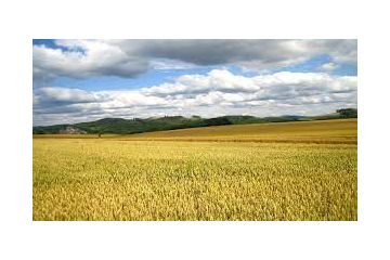 На Донеччині викрито групу осіб, яка намагалась незаконно вивести з державної власності землі на загальну суму понад 2 млн грн На Донеччині викрито групу осіб, яка намагалась незаконно вивести з державної власності землі на загальну суму понад 2 млн грн