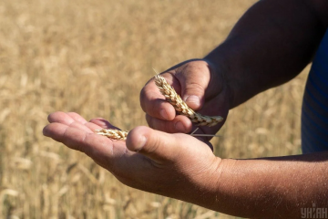 Польські компанії зазнають збитків через відсутність українського зерна Польські компанії зазнають збитків через відсутність українського зерна