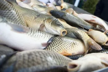 ​З 1 листопада на Дніпропетровщині забороняється вилов риби у зимувальних ямах