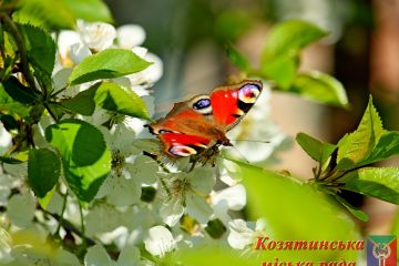 «Козятин навколо»: в місті стартує фотоконкурс «Козятин навколо»: в місті стартує фотоконкурс