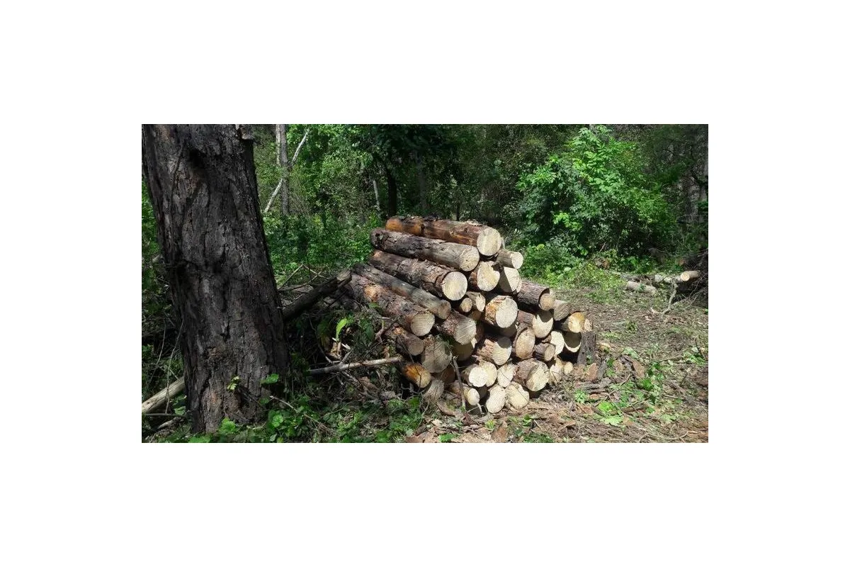 Прокуратура вимагає відшкодування майже 300 тис грн збитків, завданих незаконною порубкою лісу