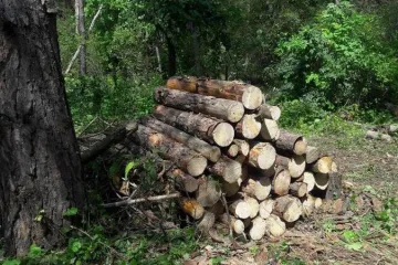 ​Прокуратура вимагає відшкодування майже 300 тис грн збитків, завданих незаконною порубкою лісу