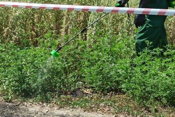 У Дніпрі тестують новітній метод боротьби з амброзією У Дніпрі тестують новітній метод боротьби з амброзією