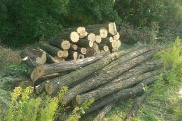 Прокуратура з’ясовує обставини незаконної порубки дерев у державному лісовому господарстві Прокуратура з’ясовує обставини незаконної порубки дерев у державному лісовому господарстві