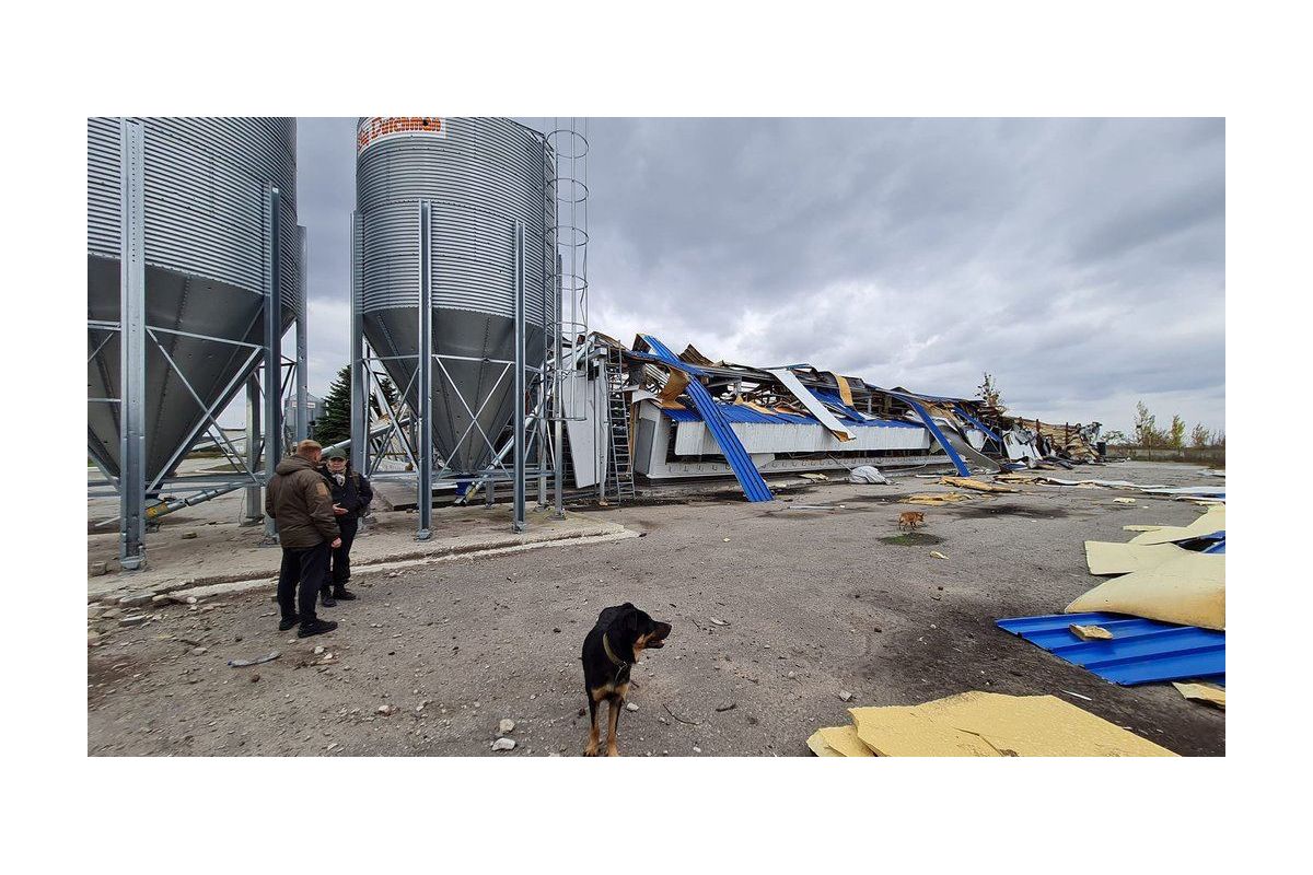 З 800 тис. курей вижили лише кілька десятків - все через обстріли росіян З 800 тис. курей вижили лише кілька десятків - все через обстріли росіян