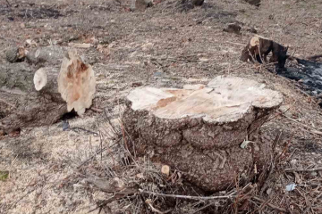 Лісорубів порушників було притягнуто до відповідальності Лісорубів порушників було притягнуто до відповідальності