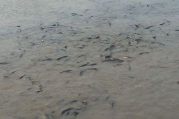 Прудка, в'юнка та рідкісна! Прудка, в'юнка та рідкісна!