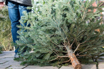 15 тонн ялинок на переробку  15 тонн ялинок на переробку