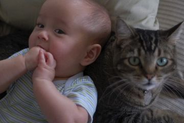 Игорь Мизрах: Кошки помогают лечить детей		   			Игорь Мизрах: Кошки помогают лечить детей