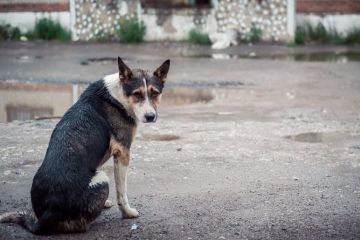 Мізрах Ігор: Як подолати проблему бездомних тварин? Хто це може і має зробити?		   			Мізрах Ігор: Як подолати проблему бездомних тварин? Хто це може і має зробити?