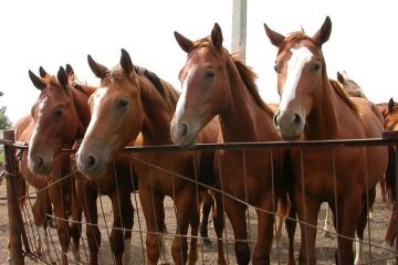 Экс-главу ГП «Коневодство Украины» обвинили в убытках на 150 млн гривен		   			Экс-главу ГП «Коневодство Украины» обвинили в убытках на 150 млн гривен