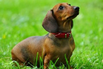 Собаки могут распознавать рак у человека		   			Собаки могут распознавать рак у человека