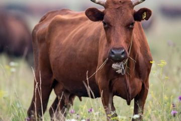 Семь процентов американцев считают, что шоколадное молоко дают коричневые коровы		   			Семь процентов американцев считают, что шоколадное молоко дают коричневые коровы