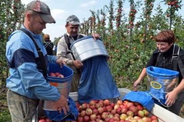 Дорогие украинцы. Как безвиз меняет рынок труда в Украине		   			Дорогие украинцы. Как безвиз меняет рынок труда в Украине