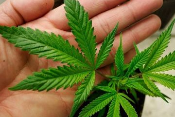 Ігор Мізрах: Як конопля впливає на здоров’я людини		   			Ігор Мізрах: Як конопля впливає на здоров’я людини