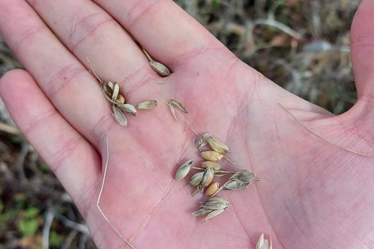 Зіпсував врожай озимих на 3,4 млн грн - повідомлено про підозру керівнику державного підприємства Зіпсував врожай озимих на 3,4 млн грн - повідомлено про підозру керівнику державного підприємства