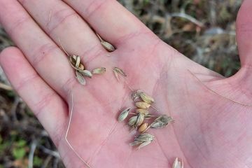 Зіпсував врожай озимих на 3,4 млн грн - повідомлено про підозру керівнику державного підприємства Зіпсував врожай озимих на 3,4 млн грн - повідомлено про підозру керівнику державного підприємства