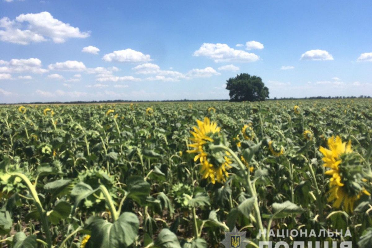 На Дніпропетровщині тракторист засіяв кургани соняшником На Дніпропетровщині тракторист засіяв кургани соняшником