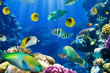 ​ЮНЕСКО запускає глобальний проект е-ДНК для вивчення вразливості видів до зміни клімату на морських об'єктах Всесвітньої спадщини 