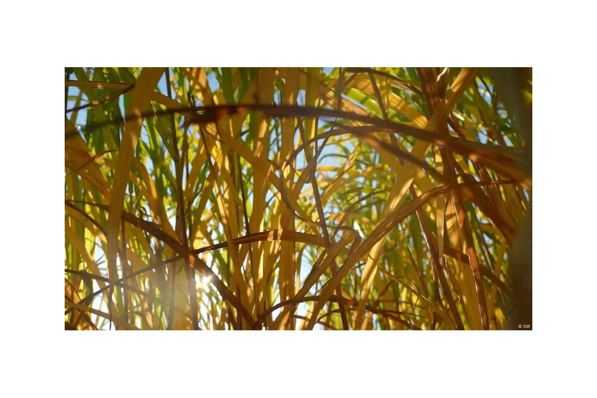 Енергія, що росте з землі: як траву міскантус використовують для опалення замість газу? Енергія, що росте з землі: як траву міскантус використовують для опалення замість газу?