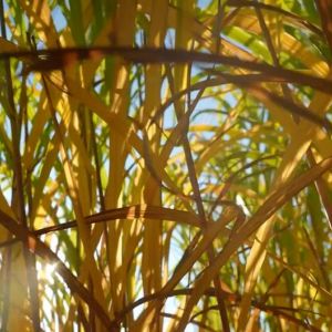 Енергія, що росте з землі: як траву міскантус використовують для опалення замість газу? Енергія, що росте з землі: як траву міскантус використовують для опалення замість газу?