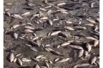 Наслідки підриву Каховської ГЕС: у селі Марʼянське Дніпропетровської області масовий мор риби Наслідки підриву Каховської ГЕС: у селі Марʼянське Дніпропетровської області масовий мор риби