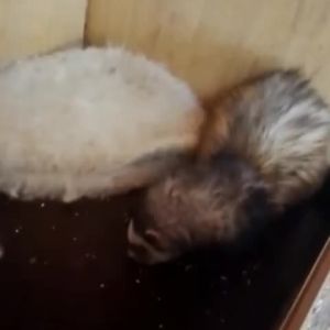 Деяких тваринок, на щастя, все ж вдалось врятувати у зоопарку "Казкова Діброва" в Новій Каховці. Серед них папуги, білки-летяги, фретки, шиншили і морські свинки Деяких тваринок, на щастя, все ж вдалось врятувати у зоопарку "Казкова Діброва" в Новій Каховці. Серед них папуги, білки-летяги, фретки, шиншили і морські свинки