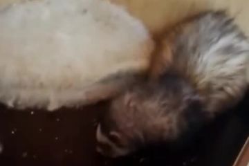 Деяких тваринок, на щастя, все ж вдалось врятувати у зоопарку "Казкова Діброва" в Новій Каховці. Серед них папуги, білки-летяги, фретки, шиншили і морські свинки Деяких тваринок, на щастя, все ж вдалось врятувати у зоопарку "Казкова Діброва" в Новій Каховці. Серед них папуги, білки-летяги, фретки, шиншили і морські свинки