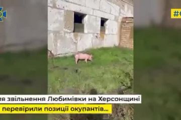 На Херсонщині орки жили зі свинями На Херсонщині орки жили зі свинями