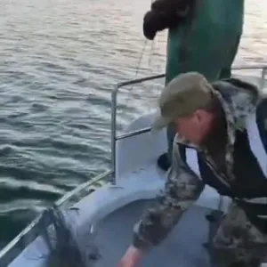 ​Азовським рибоохоронним патрулем врятовано від браконьєрських сіток 118 екземплярів калкана