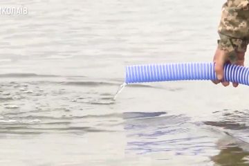 До річок Миколаївщини випустили 318 тисяч мальків щуки До річок Миколаївщини випустили 318 тисяч мальків щуки