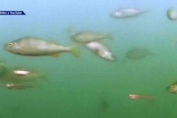 З початку нересту Сумським рибоохоронним патрулем вилучено 500 метрів браконьєрських сіток З початку нересту Сумським рибоохоронним патрулем вилучено 500 метрів браконьєрських сіток