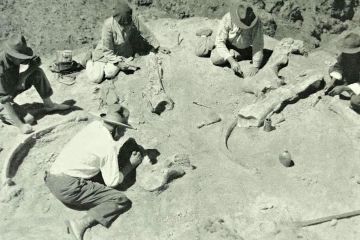 Парацератерій Парацератерій