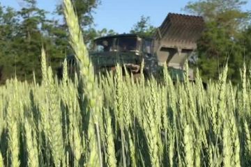 Наші герої посеред української пшениці Наші герої посеред української пшениці