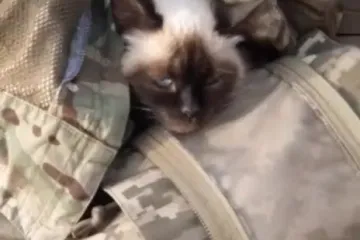 ​Котик – важлива частина військового спорядження