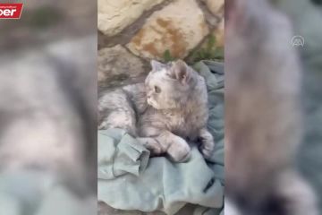 У Туреччині врятували кота, який провів під завалами після землетрусу майже 50 днів, — повідомляє Anadolu У Туреччині врятували кота, який провів під завалами після землетрусу майже 50 днів, — повідомляє Anadolu