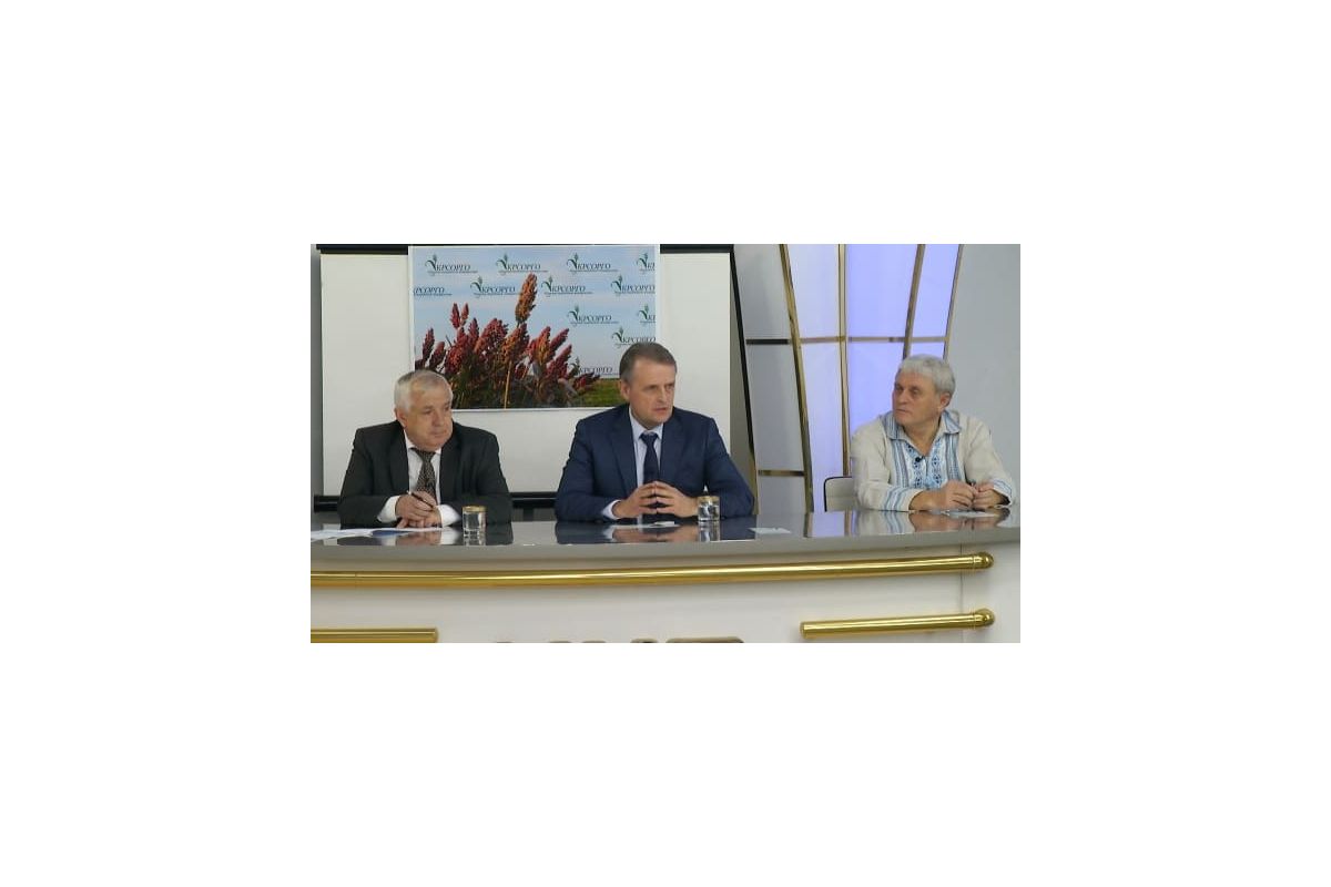 Сорго: біоенергетична культура Сорго: біоенергетична культура